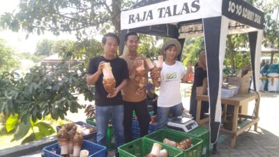 PT Meta Agro Tani yang dinisiasi sejumlah pemuda Desa Wotan Panceng Kabupaten Gresik kembangkan jajanan berbahan dasar talas berukuran jumbo.