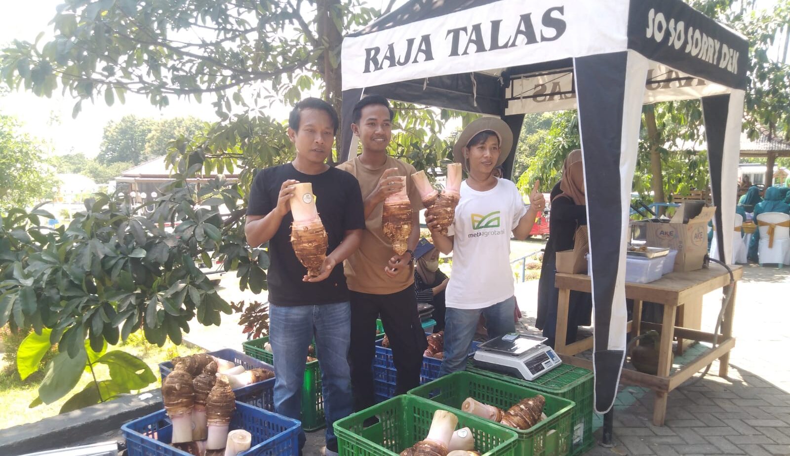 PT Meta Agro Tani yang dinisiasi sejumlah pemuda Desa Wotan Panceng Kabupaten Gresik kembangkan jajanan berbahan dasar talas berukuran jumbo.