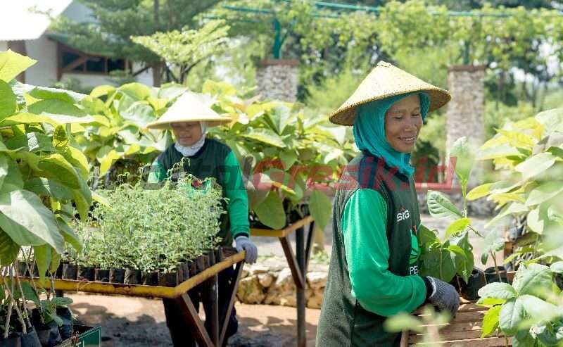 Petani green belt SIG sedang merawat tanaman di green house eco park kembang semi, kawasan reklamasi lahan pasca tambang Pabrik Tuban, Jawa Timur.