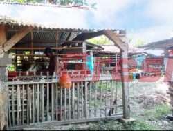 Demi Sejahterakan Warganya, Pemdes Kertosono Sidayu ManfaatkanTanah Kas Desa Jadi Kampung Produktif Ternak Kambing
