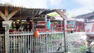 Demi Sejahterakan Warganya, Pemdes Kertosono Sidayu ManfaatkanTanah Kas Desa Jadi Kampung Produktif Ternak Kambing