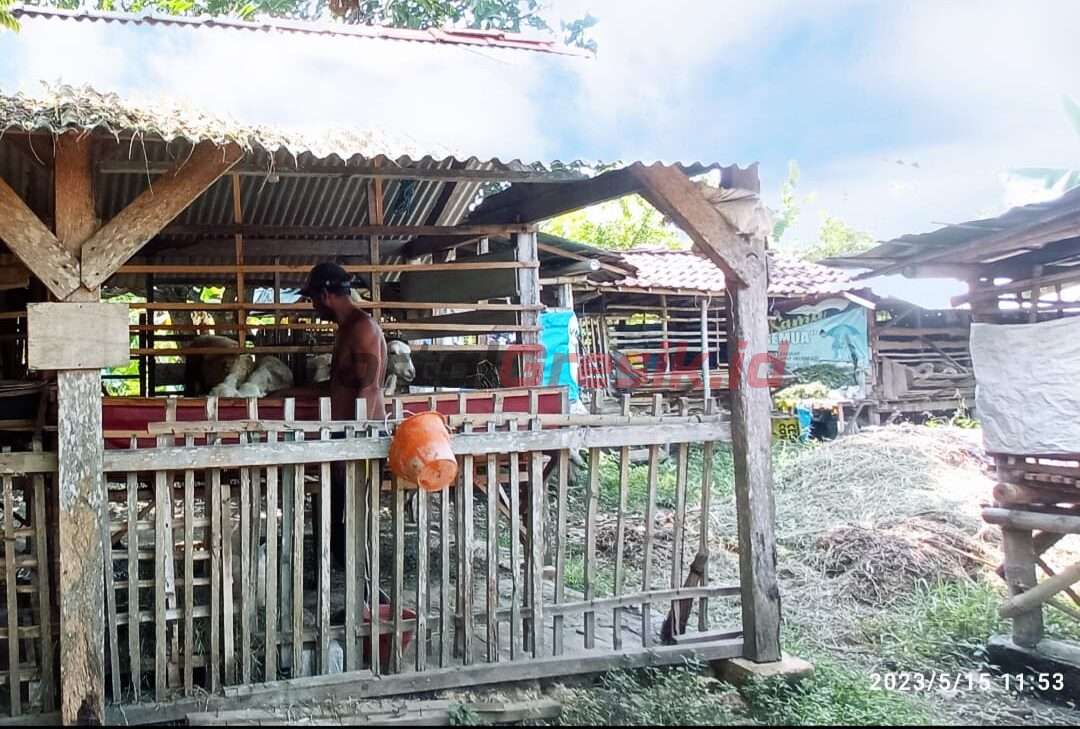 Kampung Produktif Ternak Kambing Desa Kertosono Kecamatan Sidayu Gresik