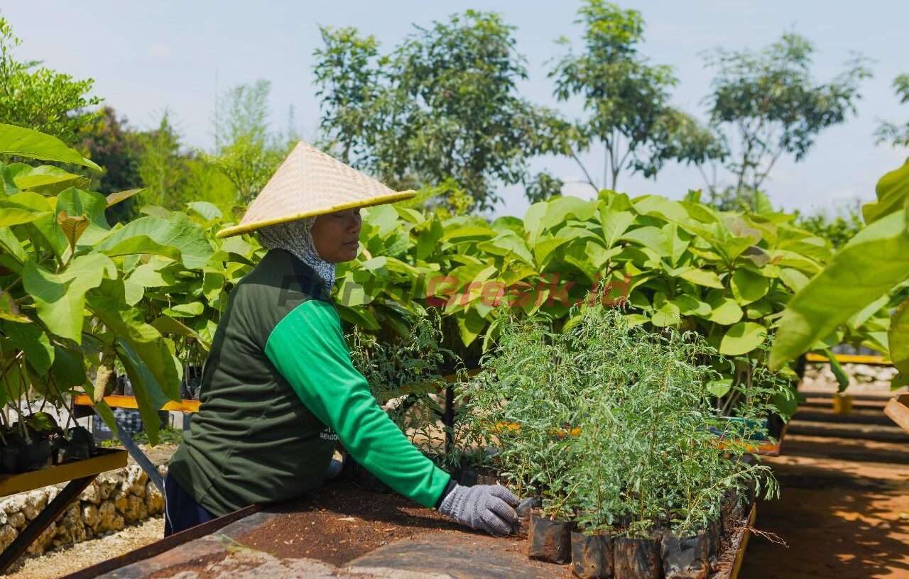 Petani green belt melakukan pembibitan di area green house eco park kembang semi, untuk reklamasi lahan pasca tambang SIG di Pabrik Tuban, Jawa Timur.