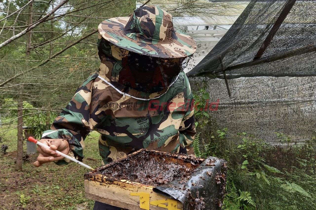 Karyawan PT Semen Baturaja Tbk sedang melakukan proses panen madu trigona di area green house lahan reklamasi pascatambang Pabrik Baturaja, Desa Pusar, Kecamatan Baturaja Barat, Kabupaten Ogan Komering Ulu, Provinsi Sumatra Selatan.