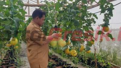 Mahdi salah satu Perangkat Desa Tanjangawan Ujungpangkah yang menerapkan konsep Greenhouse pada Budidaya buah melon miliknya