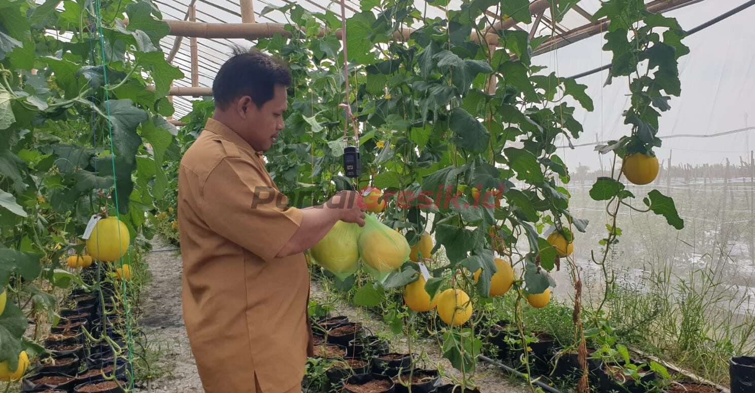 Mahdi salah satu Perangkat Desa Tanjangawan Ujungpangkah yang menerapkan konsep Greenhouse pada Budidaya buah melon miliknya