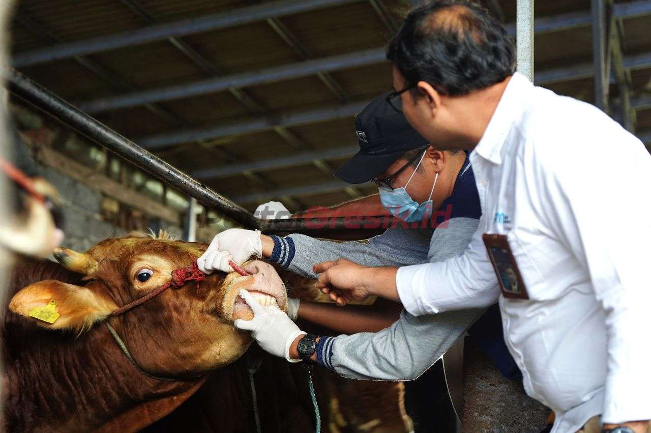Pemeriksaan fisik hewan kurban oleh tim Dinas Kesehatan Lumajang, di peternakan UMKM Klanting Mandiri di Kelurahan Sukodono, Kabupaten Lumajang, Jawa Timur.