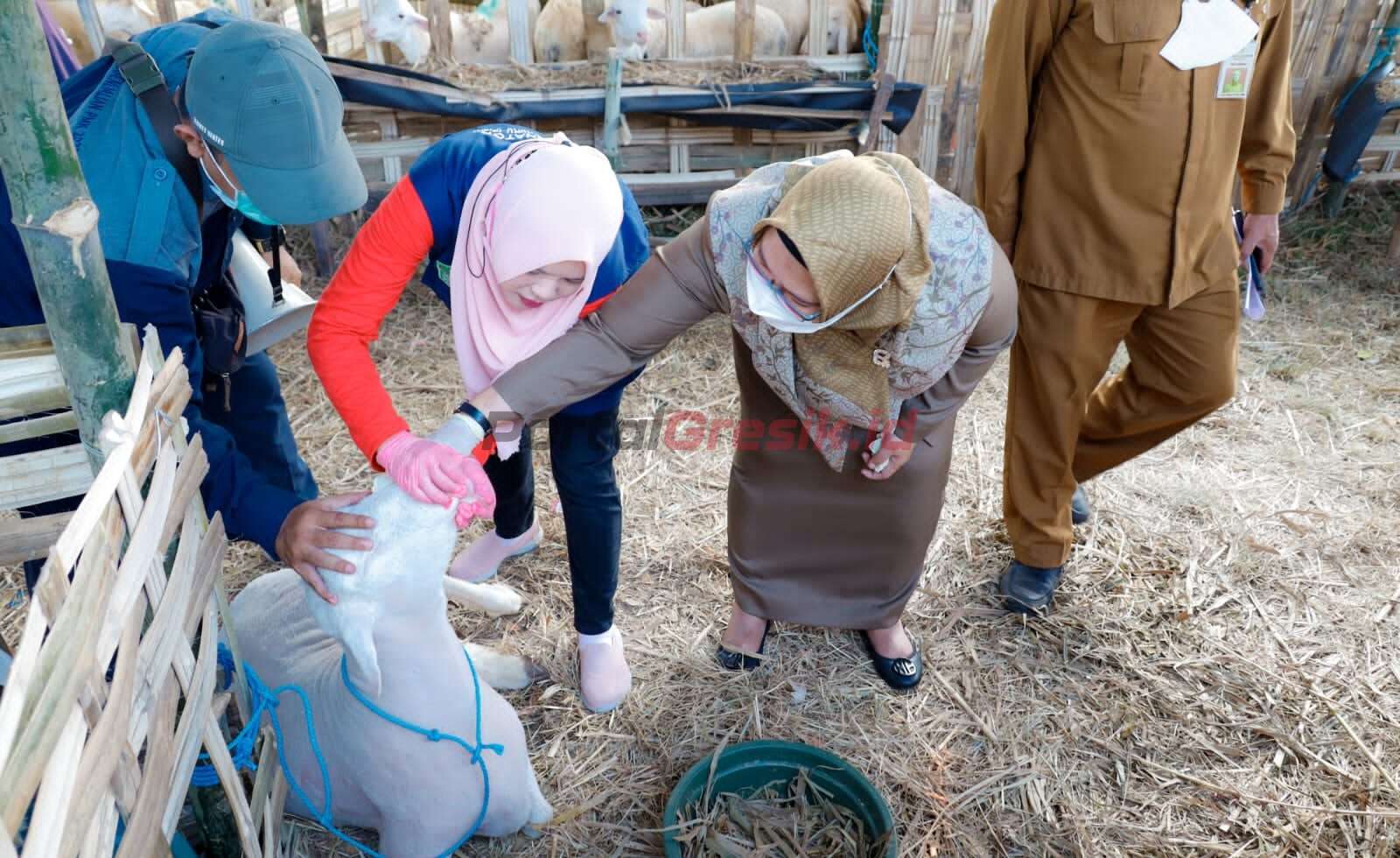 Wakil Bupati Gresik Aminatun Habibah lakukan inspeksi ke beberapa pedagang hewan qurban di Pondok Permata Suci (PPS), Senin (26/06/2023).