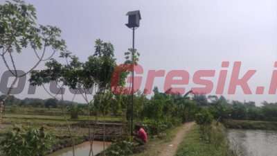 Pembangunan Rumah Burung Hantu (Rubuha) oleh Pemerintah Desa Manunggal Kedamean pada lahan pertanian seluas 320 hektare