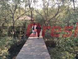 Indahnya Kawasan Mangrove Karangkiring Gresik, Bisa Menjadi Jujukan Destinasi Wisata Tengah Kota