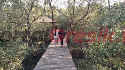 Indahnya Kawasan Mangrove Karangkiring Gresik, Bisa Menjadi Jujukan Destinasi Wisata Tengah Kota