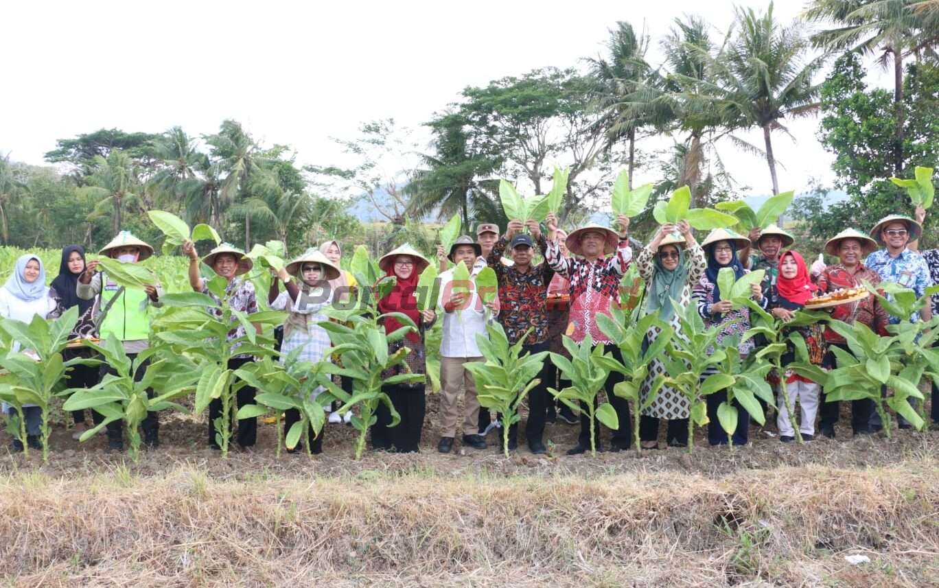 Pemkab Bersama Bea Cukai Gresik Tinjau Panen Perdana Tembakau Di Pulau Bawean, Minggu (15/10/2023).