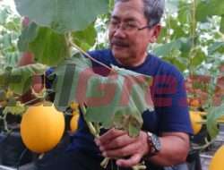 Upaya Optimalisasi BUMDesa, Desa Randuagung Siap Panen Melon “Luna Maya” di Lahan Desa