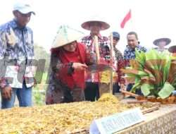 Momentum Awal Jadikan Tembakau Sebagai Komoditi Andalan, Pemkab Bersama Bea Cukai Gresik Tinjau Panen Perdana Tembakau Di Pulau Bawean