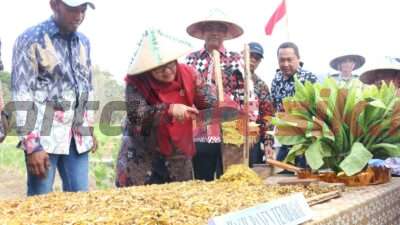 Momentum Awal Jadikan Tembakau Sebagai Komoditi Andalan, Pemkab Bersama Bea Cukai Gresik Tinjau Panen Perdana Tembakau Di Pulau Bawean
