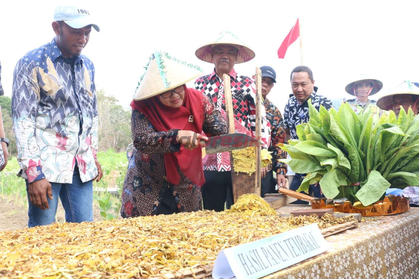 Pemkab Bersama Bea Cukai Gresik Tinjau Panen Perdana Tembakau Di Pulau Bawean, Minggu (15/10/2023).