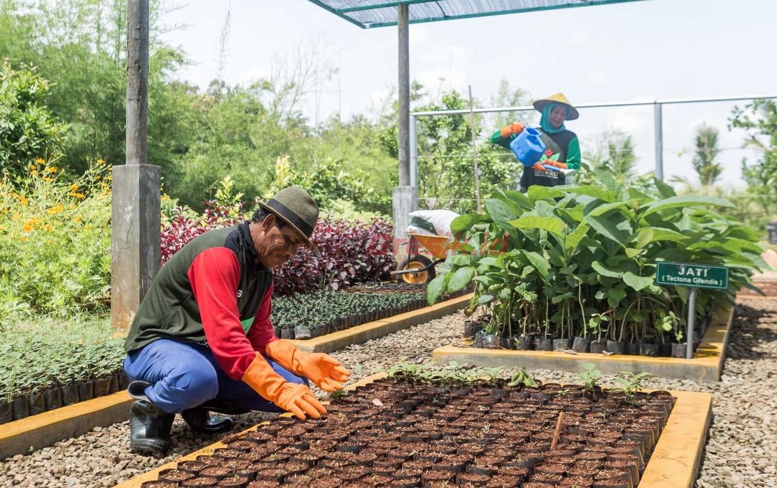 Petani green belt melakukan pembibitan tanaman jati di area green house Eco Park Kambang Semi, untuk reklamasi lahan pascatambang SIG di Pabrik Tuban, Jawa Timur.