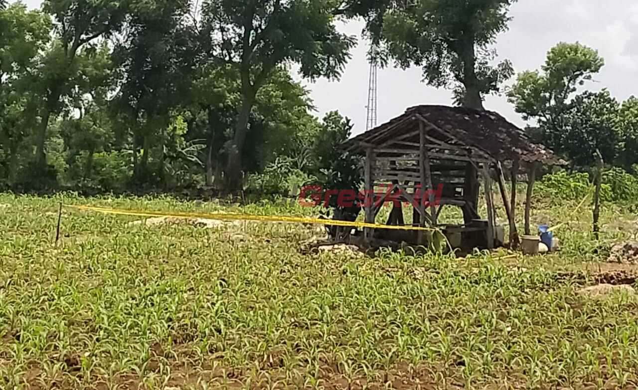 Lokasi Korban saat ditemukan tewas di lahan kebun jagung, Desa Wotan, Panceng.