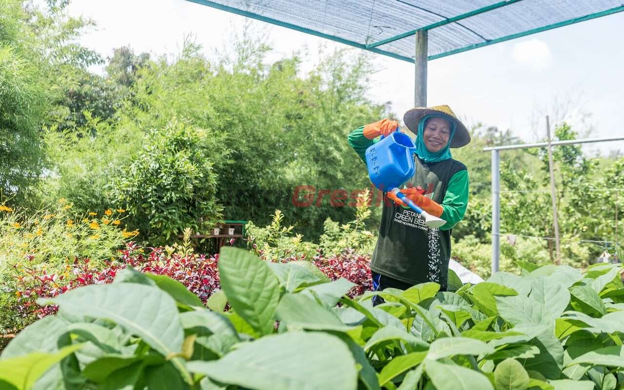 Petani green belt memelihara bibit tanaman di kawasan green house Ecopark Kambangsemi, bibit tanaman digunakan untuk revegetasi lahan pascatambang SIG Pabrik Tuban.