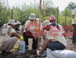 Peringati Hari Lingkungan Hidup, Bersama Warga Manyar Karyawan Smelter Freeport Lakukan Penanaman Mangrove