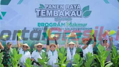 Petrokimia Gresik Menggelar Panen Raya Tembakau Program Makmur kolaborasi dengan PT Djarum di Grobogan