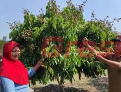 Pingin Wisata Petik Buah ! Tidak Usah Jauh-jauh, Datang Saja ke Desa Pengalangan Menganti Gresik