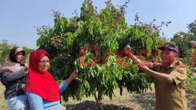 Pingin Wisata Petik Buah ! Tidak Usah Jauh-jauh, Datang Saja ke Desa Pengalangan Menganti Gresik