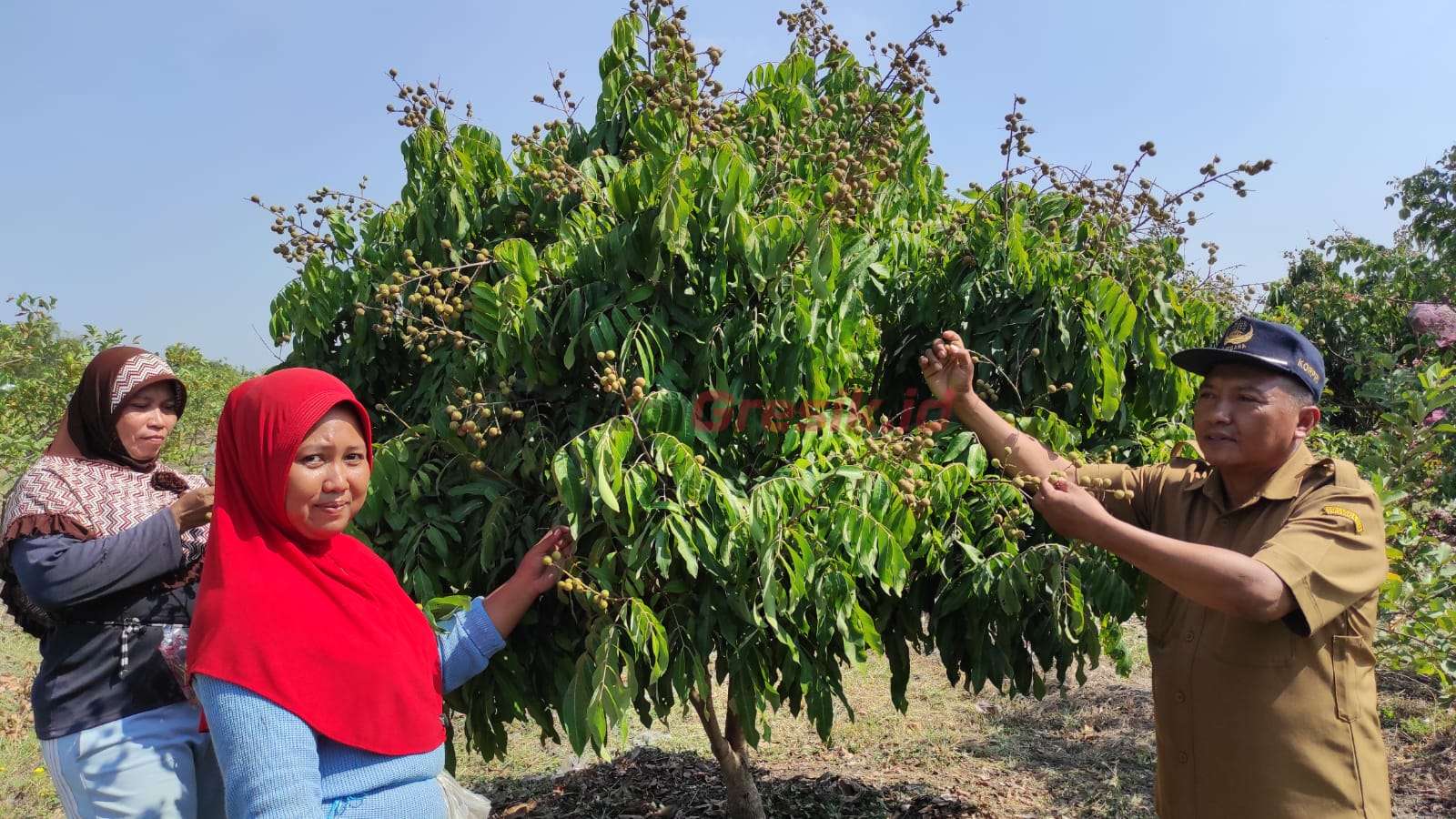 Pak Kades Pengalangan Ahyar Abdul Muthalib bersama para pekerja sedang memetik buah di tempat wisata petik buah, Jumat (2/8/2024).