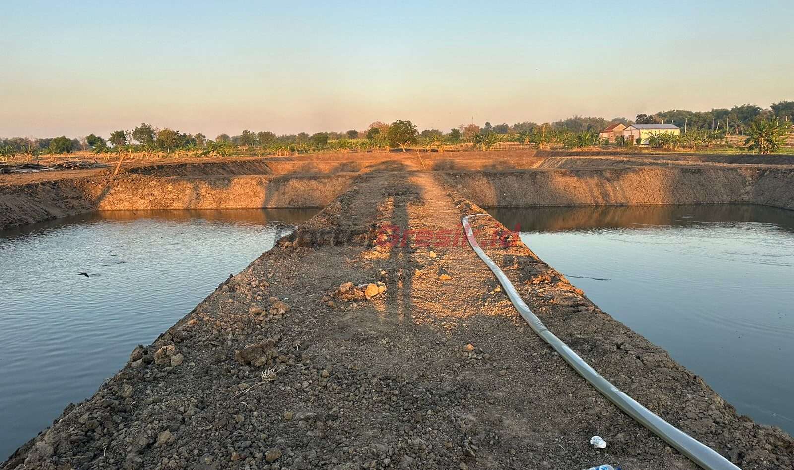 Pemdes Sidoraharjo Buat Tambak Budidaya Ikan
