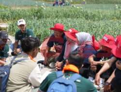 Dorong Pertanian Berkelanjutan, Milenial Petrokimia Gresik Kampanyekan Pemupukan Berimbang di Pertanian Bawang Putih Tawangmangu