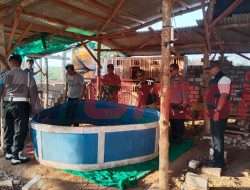 Operasi Gabungan Muspika Panceng Bongkar Arena Sabung Ayam di Desa Siwalan