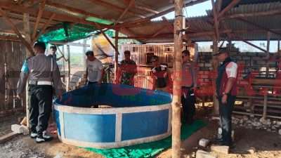 Operasi Gabungan Muspika Panceng Bongkar Arena Sabung Ayam di Desa Siwalan