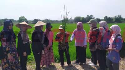 Go Internasional, Desa Betiting Cerme Gandeng Malaysia Deteksi Penyakit Tanaman Melalui Smartphone