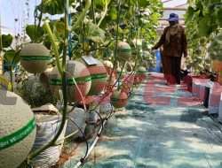 Mulai Kembangkan Bisnis, Pemdes Samirplapan Gresik Rintis Budidaya Melon