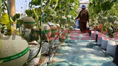 Mulai Kembangkan Bisnis, Pemdes Samirplapan Gresik Rintis Budidaya Melon