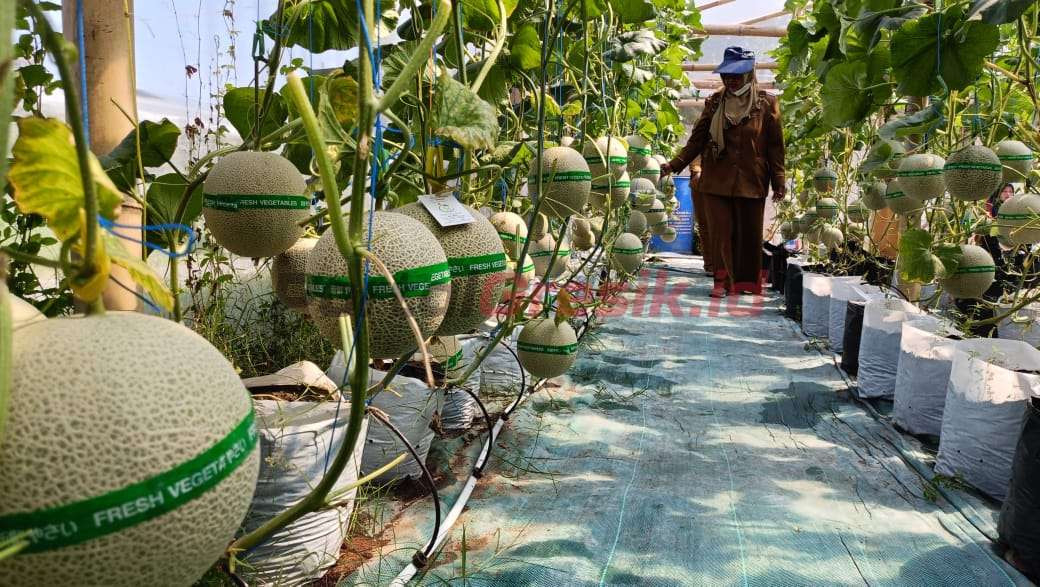 Budidaya Melon Pemerintah Desa Samirplapan Duduksampeyan Gresik