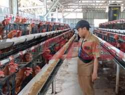 Jalankan Program Ketahanan Pangan, Desa Banjarsari Manyar Sukses Budidaya Ayam Petelur