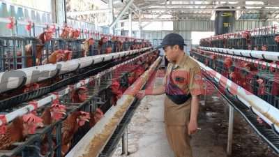 Syafi'uddin Al Ghozi Sekdes Banjarsari Kecamatan Manyar saat memanen telur ayam.