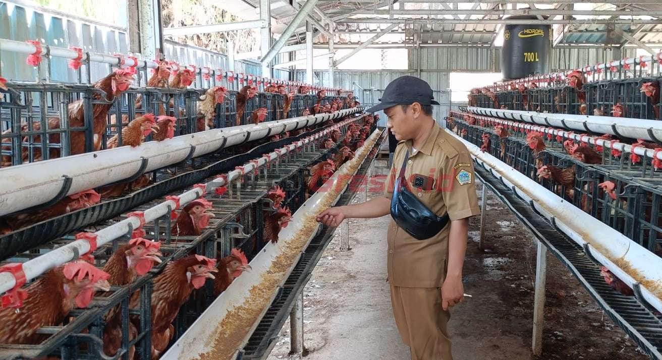 Syafi'uddin Al Ghozi Sekdes Banjarsari Kecamatan Manyar saat memanen telur ayam.