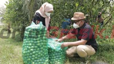 Potensi Kebonagung Jadi Desa Penghasilan Jeruk Nipis Terbesar di Gresik