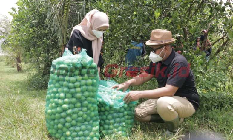 Desa Kebonagung Kecamatan Ujungpangkah potensi penghasil jeruk nipis terbesar dii Gresik.