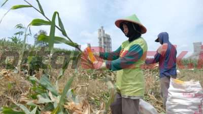 Petani pesanggem saat panen jagung di lahan pertanian SGSP PT Semen Gresik Pabrik Rembang, Jawa Tengah.
