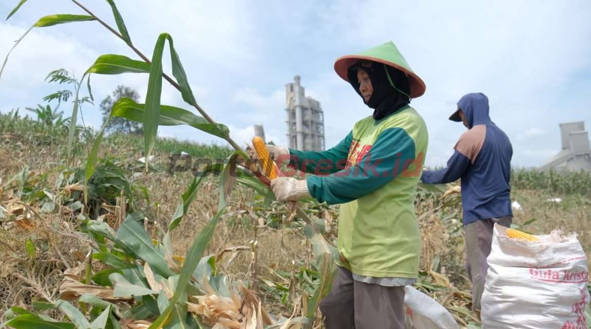 Petani pesanggem saat panen jagung di lahan pertanian SGSP PT Semen Gresik Pabrik Rembang, Jawa Tengah.