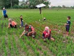Babinsa dan Warga Desa Kertosono Sidayu Penuh Semangat Gelar Kerja Bakti di Sawah