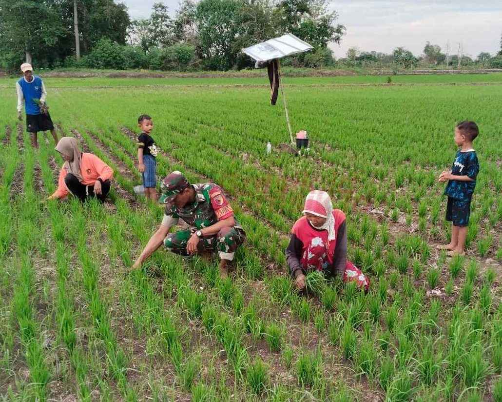 kegiatan kerja bakti membersihkan rumput di area persawahan Desa Kertosono, Kecamatan Sidayu. Kegiatan ini dilakukan bersama warga desa setempat, Senin (9/12/2024).