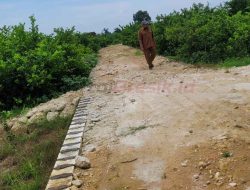 Pembangunan Infrastuktur Jalan Sejahterakan Petani Jeruk di Bolo Gresik