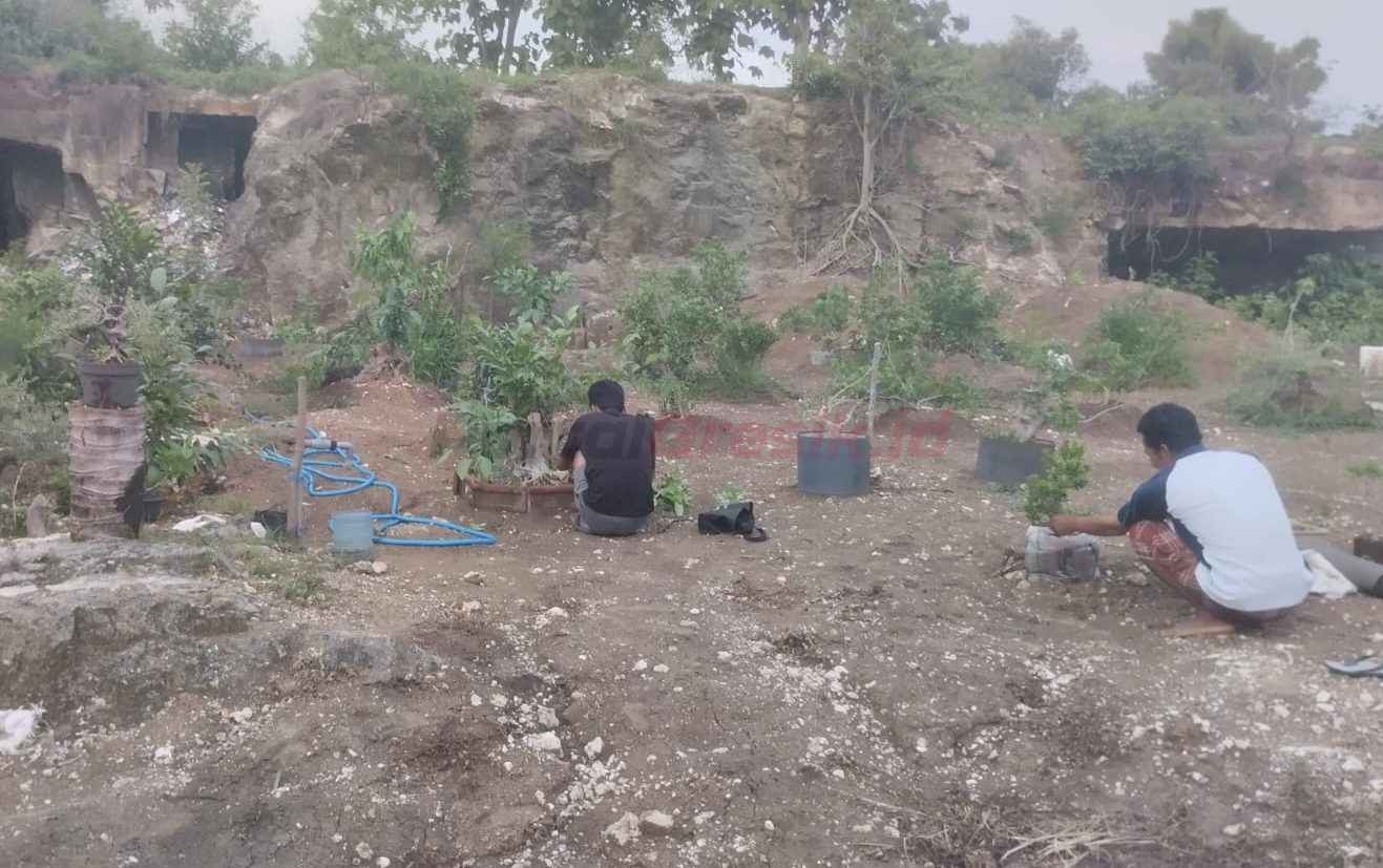 penyuluh pertanian Kecamatan Panceng untuk memberikan pelatihan mengenai cara merawat tanaman," ujar Mas'ud, Sabtu (21/12/2024).