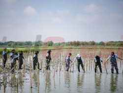 Dukung Program Nasional Percepatan Rehabilitasi Mangrove dan Pelestarian Ekosistem Pesisir,  PTFI Tanam 50 Ribu Mangrove di Gresik