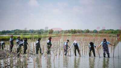 PT Freeport Indonesia telah menanam 50.000 mangrove di lahan seluas 5 hektar sejak September 2024, sebagai upaya mendukung rehabilitasi dan restorasi ekosistem mangrove di Indonesia.