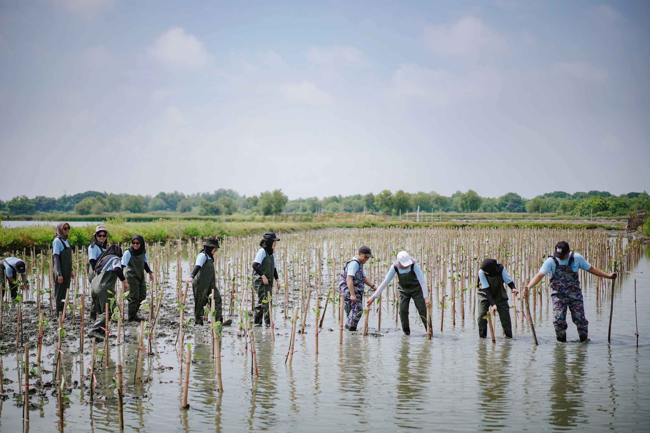 PT Freeport Indonesia telah menanam 50.000 mangrove di lahan seluas 5 hektar sejak September 2024, sebagai upaya mendukung rehabilitasi dan restorasi ekosistem mangrove di Indonesia.